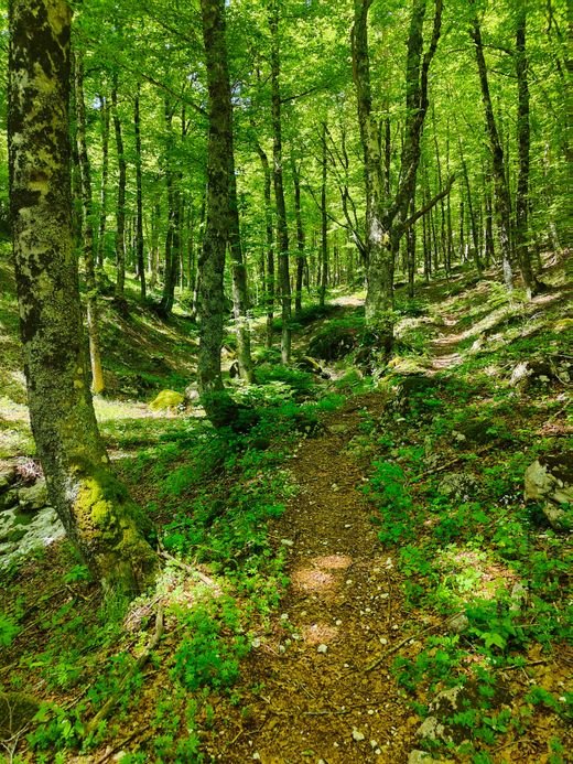Il sentiero A3 in una faggeta, con tronchi coperti di muschio e la luce verde tra le foglie