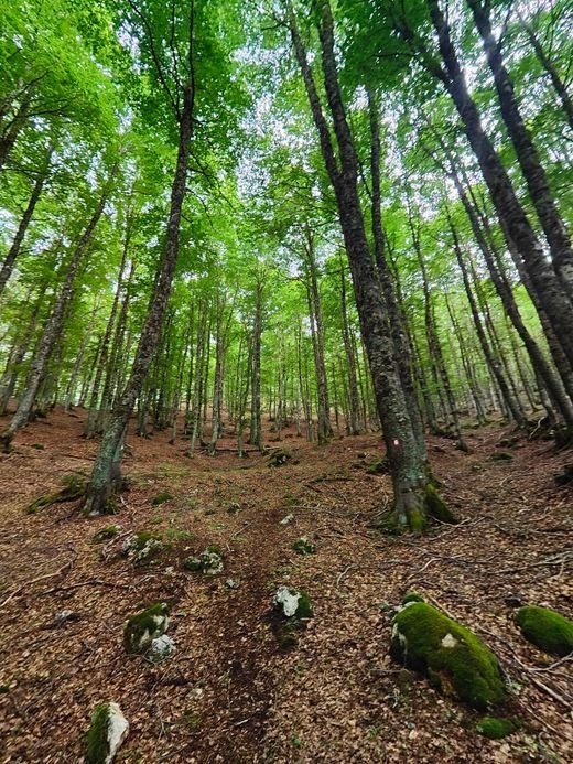 Una faggeta di tronchi alti e dritti, con le foglie verdi e sassi coperti di muschio a terra