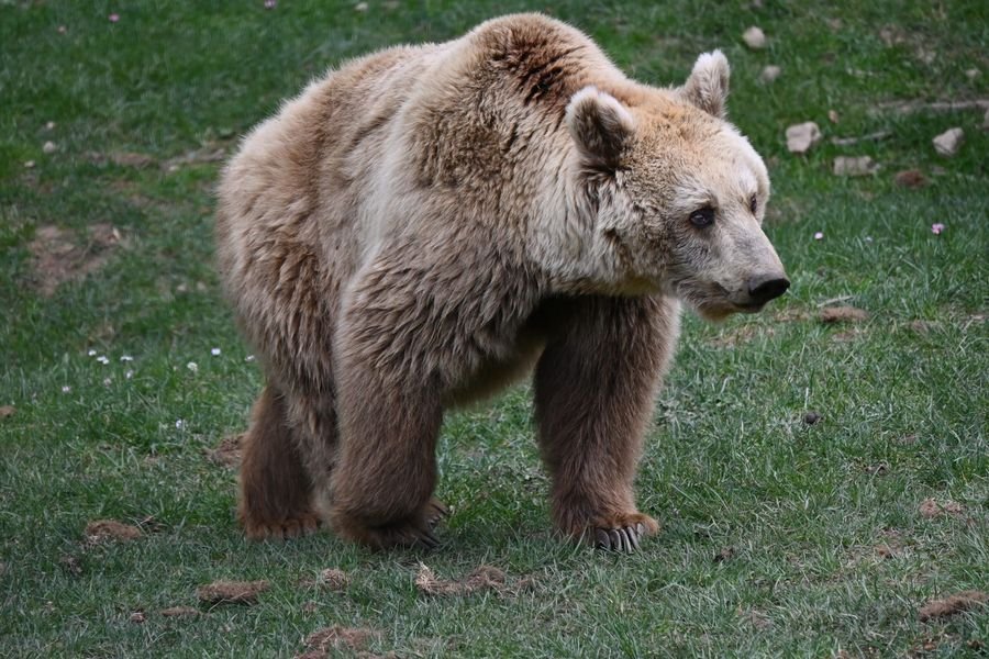 Un orso bruno marsicano dal pelo chiaro cammina su un prato.