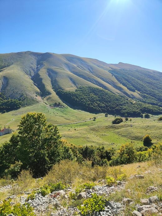 Green meadows and slopes at Passo Godi, with trees in the foreground and a clear sky