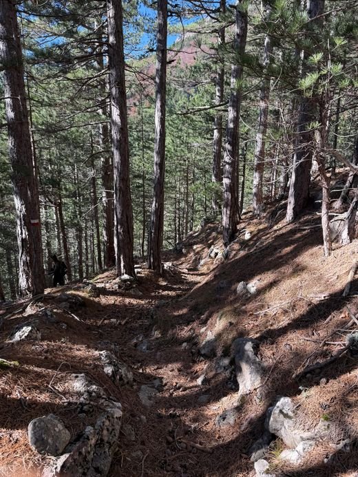 Il sentiero H4 nella Pineta Zappini, tra pini alti e dritti, su un fondo di aghi e sassi