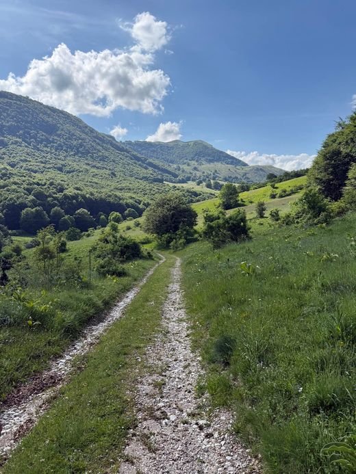 Una carrareccia di sassi bianchi in un vallone verde, con i faggi e una montagna sullo sfondo