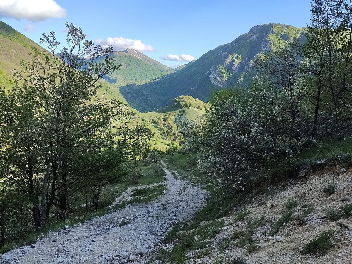 Il sentiero 31, una strada bianca di ghiaia che scende tra alberi in fiore verso una valle verde con montagne in fondo
