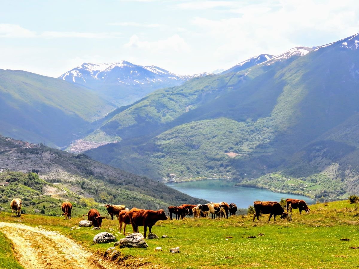 Un gruppo di mucche al pascolo su un prato, con il Lago di Scanno sotto e montagne ancora con la neve sullo sfondo