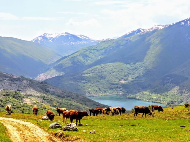 Un gruppo di mucche al pascolo su un prato, con il Lago di Scanno sotto e montagne ancora con la neve sullo sfondo