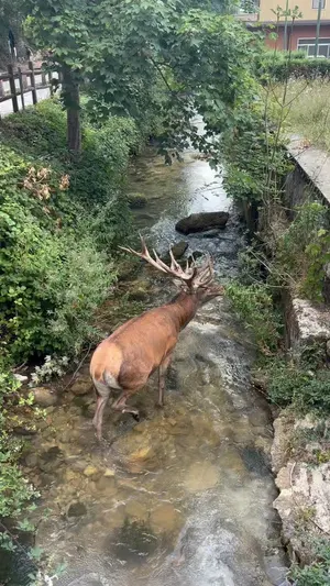 Incontri fortuiti nelle vicinanze del Lago di Scanno🦌