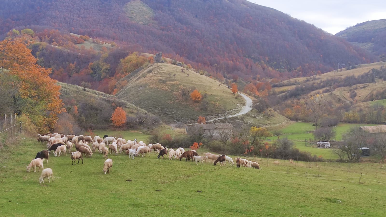 Gregge di pecore in Località Jovana